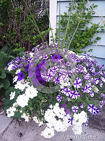 Summer purple white flower pot bicolor arrangement Stock Photo