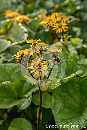 Summer ragwort Ligularia dentata Othello, yellow flowering plant Stock Photo