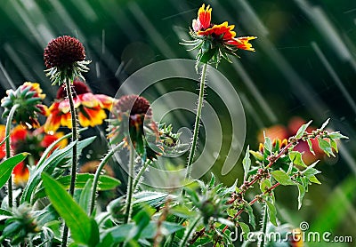 Summer rain Stock Photo