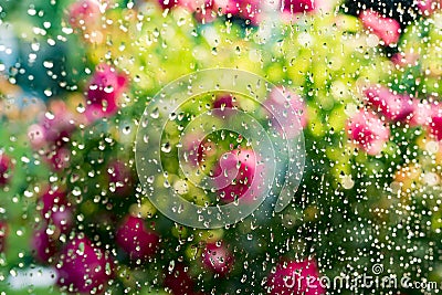 Summer rain on window. Blurred flowering rose bush behind glass of window with raindrops Stock Photo