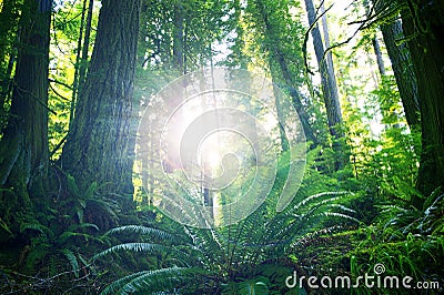 Summer in Rainforest Stock Photo