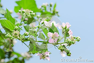 Summer raspberry blossoming bush with purple flowers Stock Photo