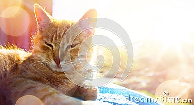 Summer relax; happy cat gets pleasure basking in the summer sun Stock Photo