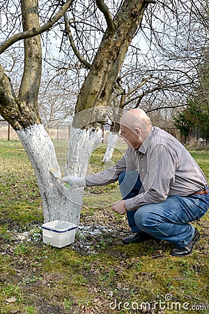 The summer resident bleaches a fruit-tree trunk. Spring works ina garden Stock Photo