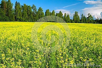 Summer rural landscape with blooming field of yellow rapeseed, b Stock Photo