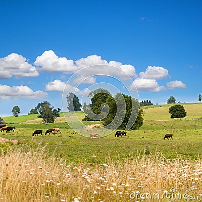 Summer rural landscape Stock Photo