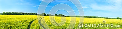 Summer rural landscape a panorama with a yellow field Stock Photo