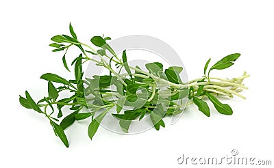 Summer savory Stock Photo