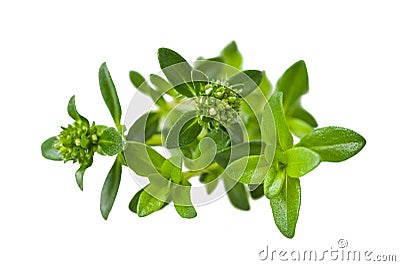 Summer savory Stock Photo