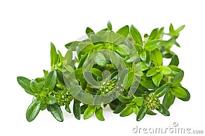 Summer savory Stock Photo