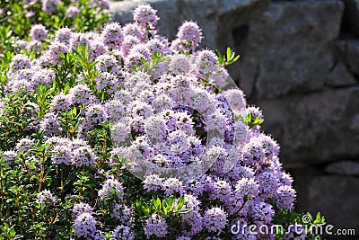 Summer savory in the garden Stock Photo