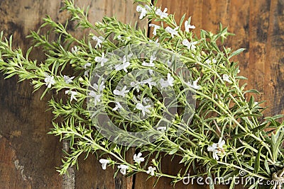 Summer Savory , Satureja Hortensis, Bunch Stock Photo