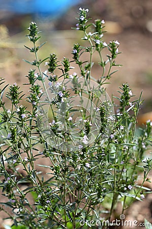 Summer savory (Satureja hortensis) Stock Photo