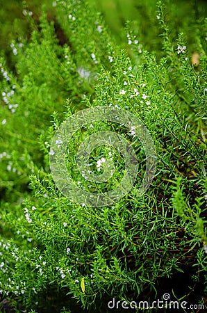 Summer savory (Satureja hortensis) Stock Photo