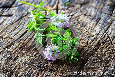 Summer savory (Satureja hortensis) Stock Photo