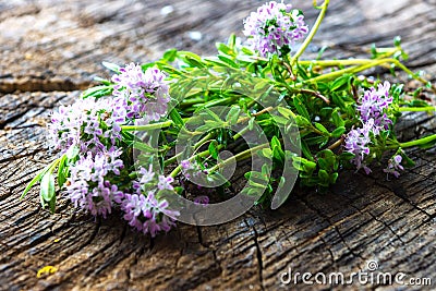 Summer savory (Satureja hortensis) Stock Photo