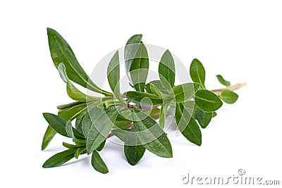 Summer savory Stock Photo