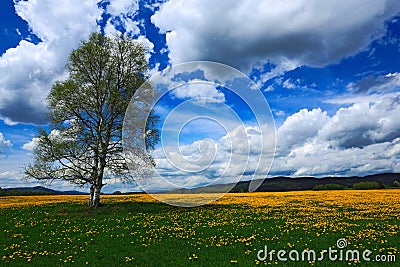 Summer scene landscape, yellow flower meadow with birch tree, beautiful blue sky with big grey white clouds, mountain in the backg Stock Photo