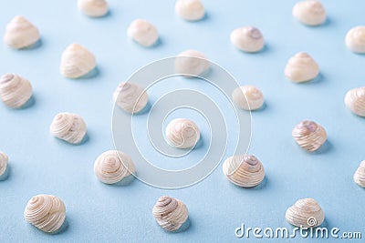 Summer seashell angle view blue background close up Stock Photo