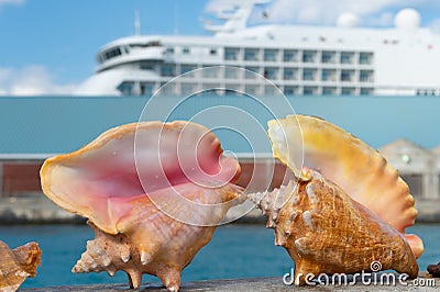 summer seashell in closeup. summer seashell outdoor. two big summer seashell. Stock Photo