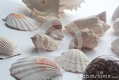 Summer seashell Stock Photo