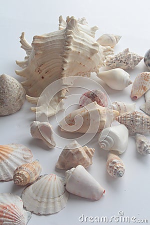 Summer seashell Stock Photo