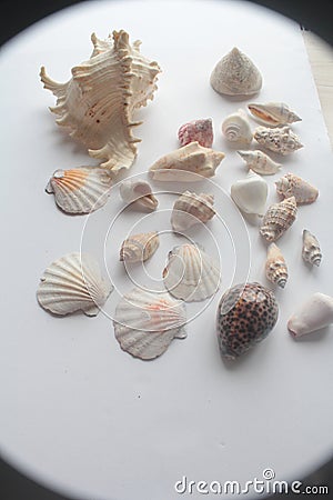 Summer seashell Stock Photo