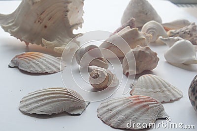 Summer seashell Stock Photo