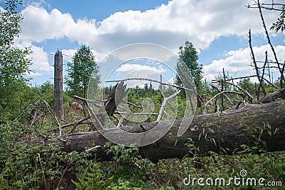 Summer season lying tree trunk inside a storm hidden area Stock Photo