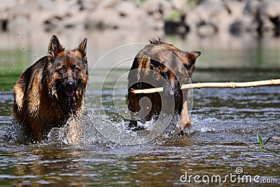 This summer seems rather interesting to us. German shepherds Stock Photo