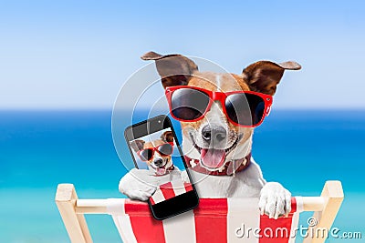 Summer selfie dog Stock Photo