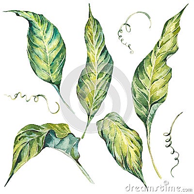 Summer set et of exotic watercolor green leaves Cartoon Illustration
