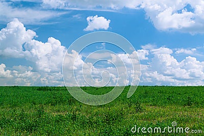 Summer shining meadow with blue sky and fluffy clouds Stock Photo