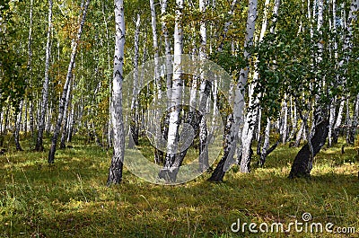 Summer Siberian birch forest Stock Photo