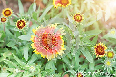 Summer spring flower in the garden. orange flower on the sunny day Stock Photo