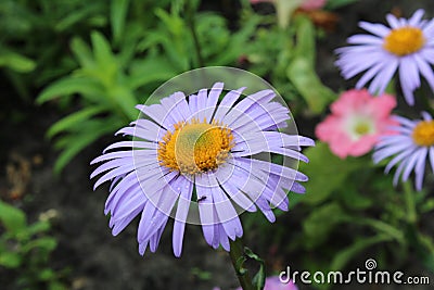 A summer spring flower like a chamomile with blue blue thin petals and a voluminous dark yellow middle close up with dew Stock Photo