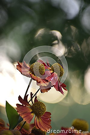 Summer spring flower rainy splash drops yellow red Helenium flowers nature Stock Photo