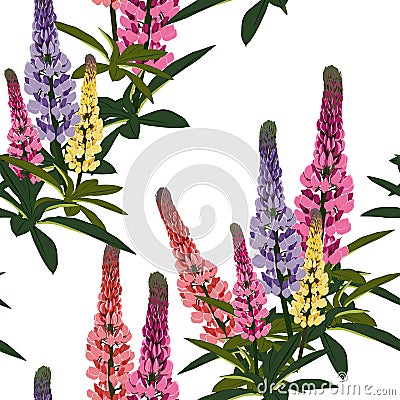 Summer spring wild lupines pink, violet and yellow flowers with green leaves. Stock Photo