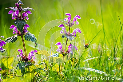 Dead-nettle blooming, bumblebee flying Stock Photo