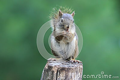 Summer Squirrel Stock Photo