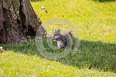 Summer Squirrel eat a Nut Stock Photo