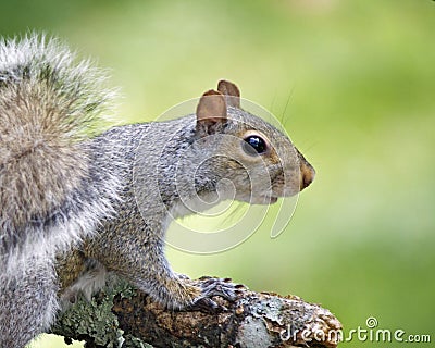 Summer Squirrel Stock Photo