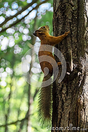 Summer squirrel Stock Photo