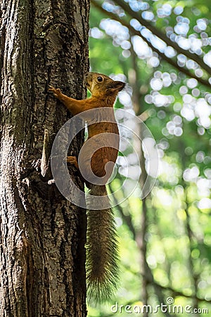 Summer squirrel Stock Photo