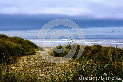 Sea Shore Wild Grass under Cloudy Stock Photo