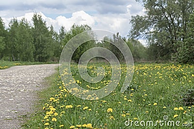 Summer sunny day, country road with blooming bright dandelions, forest roadside in green forest Stock Photo