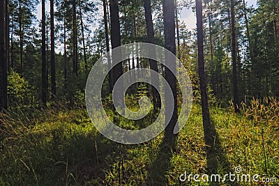 Summer sunny evening in the pine forest Stock Photo