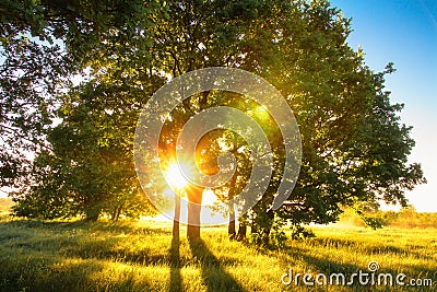 Summer sunrise on grassy field with sunshine through tree Stock Photo