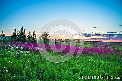 Summer sunrise over a blossoming meadow Stock Photo