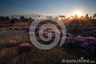 Summer sunrise over pink heather flowers Stock Photo